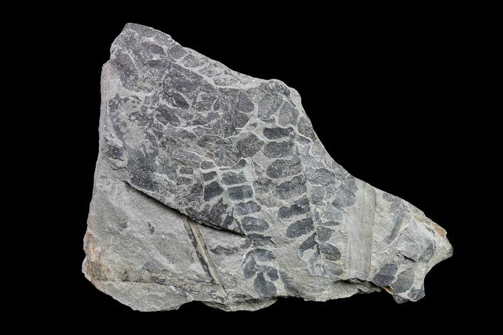 Pennsylvanian Fossil Fern (Neuropteris) Plate - Kentucky #154676